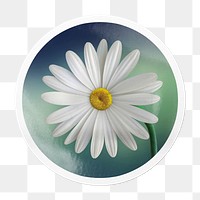 White daisy png Spring flower sticker, circle frame, transparent background