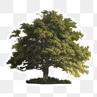 Oak tree png sticker, isolated, transparent background