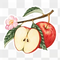 Red apple  png sticker, drawing illustration, transparent background
