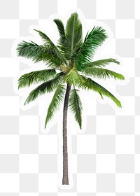 Palm tree png sticker, tropical design, transparent background