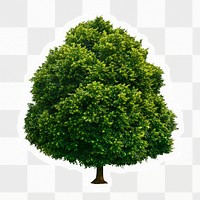 Big tree png sticker, isolated, transparent background