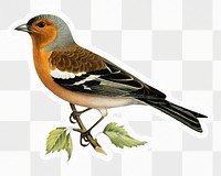 Chaffinch bird png sticker, colorful illustration, transparent background