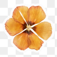 Png yellow anemone flower sticker, aesthetic design, transparent background