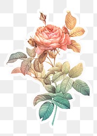 Gradient rose png sticker, aesthetic flower, transparent background