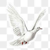 Flying dove  png sticker, drawing illustration, transparent background