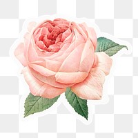 Pink rose png sticker, aesthetic design, transparent background