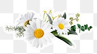 Daisy flowers png sticker, botanical design, transparent background