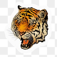 Roaring tiger png sticker, animal realistic illustration, transparent background