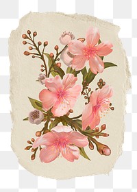 Pink flowers png sticker, ripped paper, transparent background