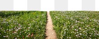 Spring flower field png border, nature image, transparent background