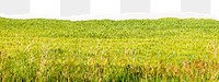 Png green grass border, torn paper collage, transparent background