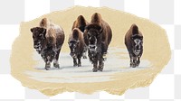 PNG Group of bison, collage element, transparent background