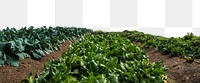 PNG farmers field, collage element, transparent background