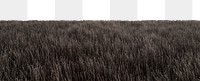 Winter grass field  png border, nature photo, transparent background