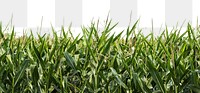 Corn field png border, agriculture photo, transparent background