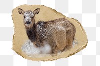 PNG Female elk in snow Mammoth Hot Springs, collage element, transparent background