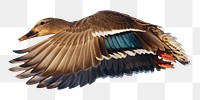 Mallard duck png sticker, transparent background