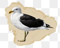 Seagull bird png sticker, ripped paper, transparent background