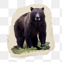 PNG dark grizzly, collage element, transparent background