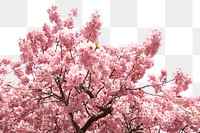 Blooming cherry blossom png border, flower image, transparent background