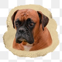 Boxer dog png sticker, ripped paper transparent background