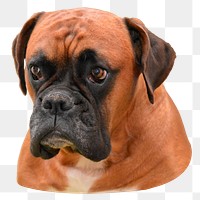 Boxer dog png sticker, transparent background