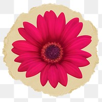 Pink daisy png sticker, ripped paper transparent background