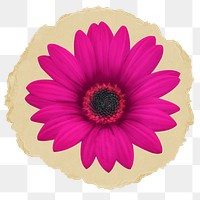 Pink daisy png sticker, ripped paper transparent background