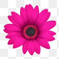 Pink daisy png sticker, transparent background