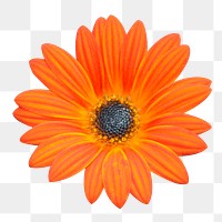 Orange daisy png sticker, transparent background