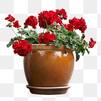 Red flower png sticker, transparent background