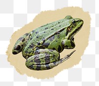 Frog png sticker, ripped paper transparent background