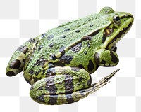 Frog png sticker, transparent background