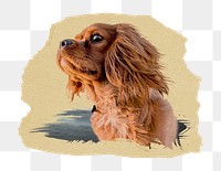 PNG brown fluffy puppy, collage element, transparent background