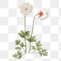 Png flower sticker illustration, vintage botanical, transparent background