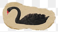 Black swan png sticker, ripped paper, transparent background