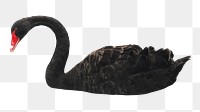 Black swan png sticker, animal, transparent background