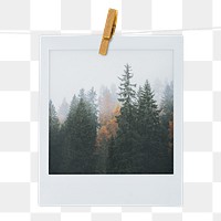 Pine forest png instant photo sticker, nature aesthetic image on transparent background