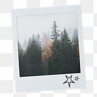 Pine forest png instant photo sticker, nature aesthetic image on transparent background