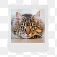 Tabby kitten png sticker, cute pet instant photo on transparent background