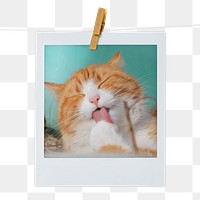 Grooming cat png sticker, pet instant photo on transparent background