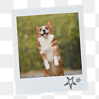 Cheerful Corgi png dog sticker, pet portrait, instant photo image on transparent background