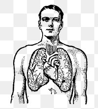 Cardiac anatomy png sticker, transparent background. Free public domain CC0 image.