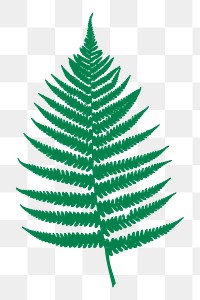 Fern leaf png sticker, transparent background. Free public domain CC0 image.