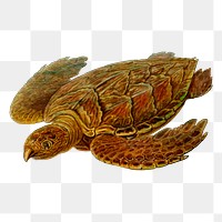 Hawksbill turtle png sticker, transparent background. Free public domain CC0 image.