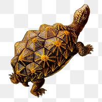 Geometric tortoise png sticker, transparent background. Free public domain CC0 image.
