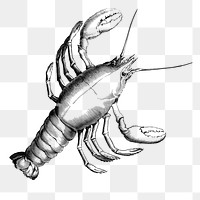 Lobster png sticker, transparent background. Free public domain CC0 image.