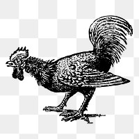 Rooster, chicken png sticker, transparent background. Free public domain CC0 image.