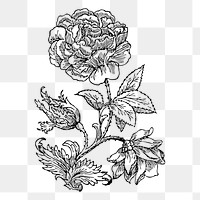 Wild rose png sticker, transparent background. Free public domain CC0 image.