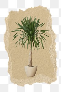 Aesthetic houseplant png sticker, ripped paper, transparent background